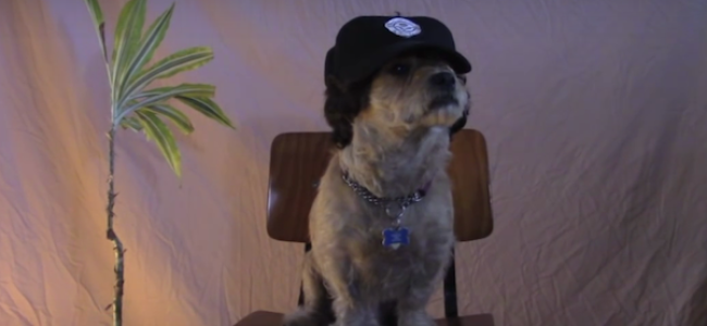 Video Licks: This SNL Audition Tape Has Gone To The Dogs