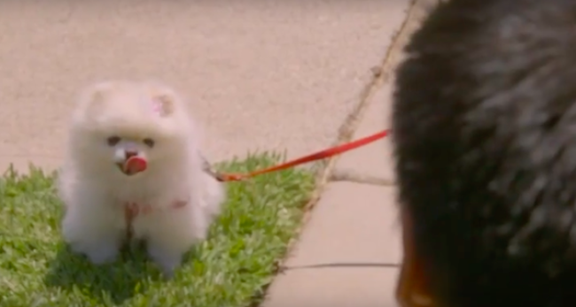 Video Licks: BORN LOSERS Has Gone to The Dogs in The First Episode of SEASON TWO