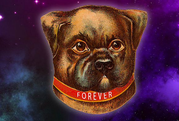 forever dog